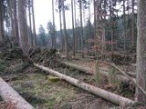 Nach Orkan Friederike - Zw. Dassel u. Erholungsheim  (31)